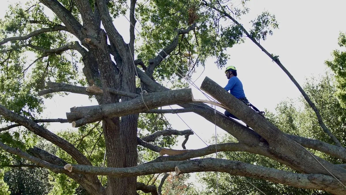 Professional Crown Thinning performed by certified arborists in Souderton