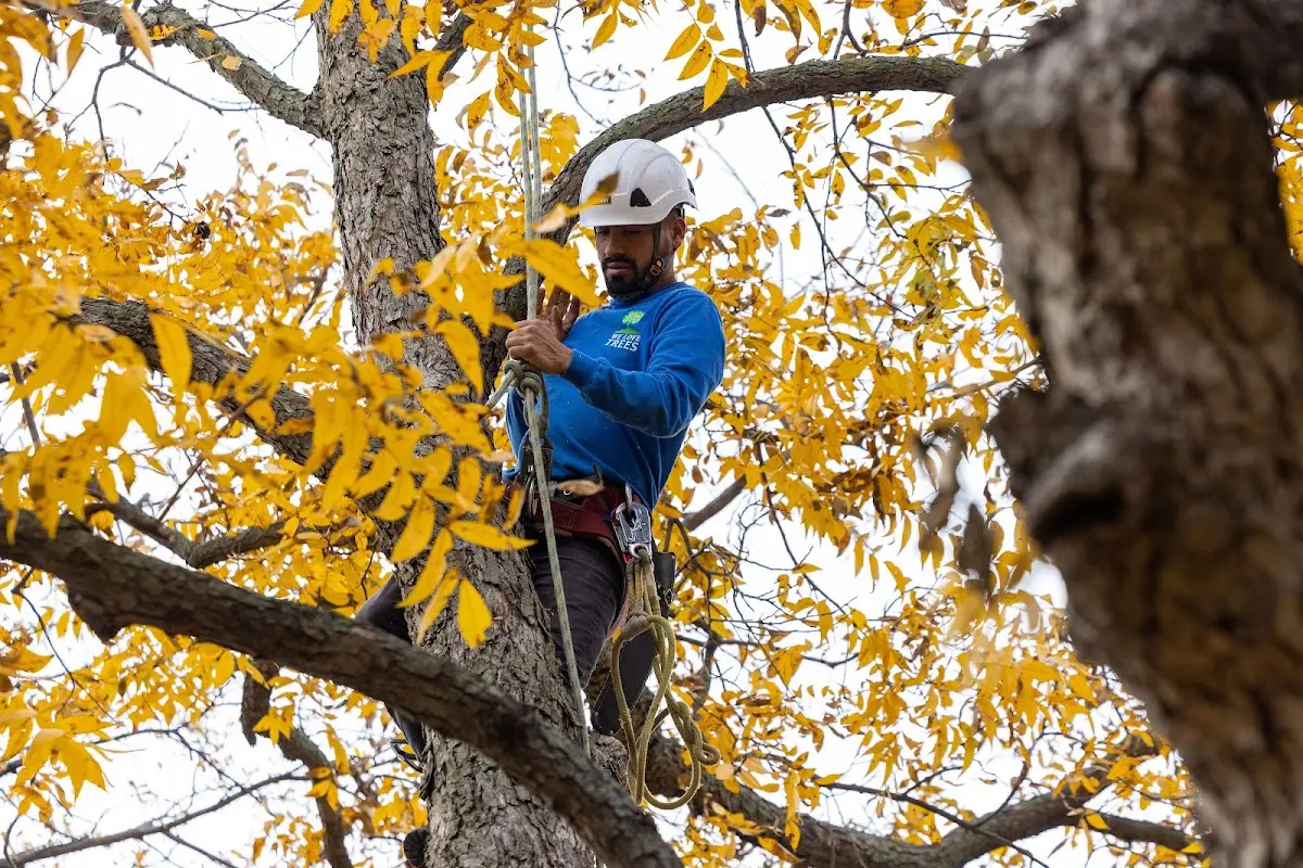 Skilled Tree Planting crew working in Souderton